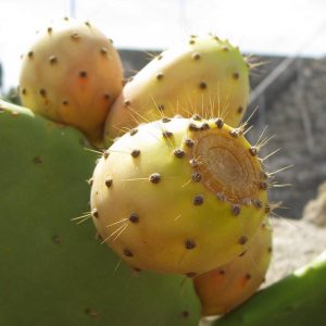 Опунция - съедобный кактус Опунция - съедобный кактус