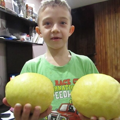 Пандероза Пандероза