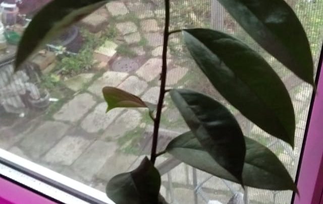 саусеп, сметанное яблоко, аннона