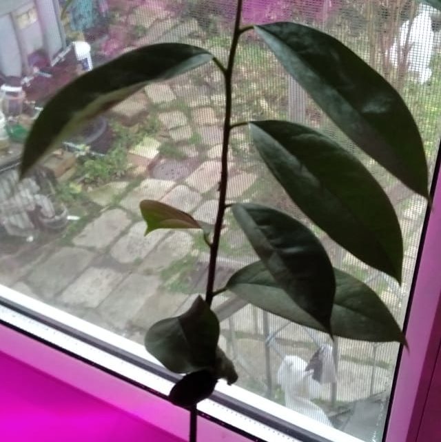 саусеп, сметанное яблоко, аннона